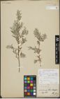 Foto von Salix repens L.